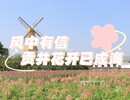【花漾貢井】風中有信 貢井花開已成海~